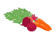 Zanahoria & Betabel